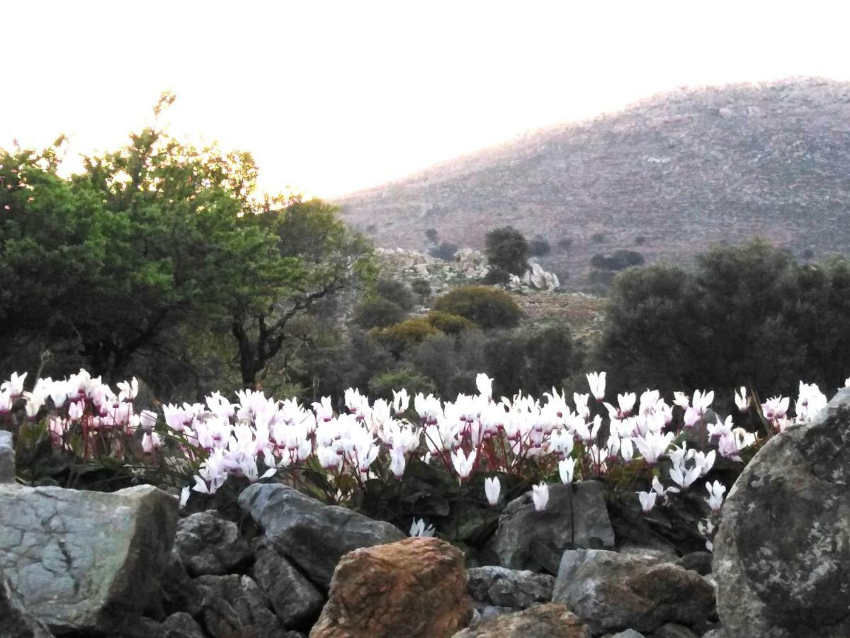 Tilos Island House Megalon Chorion  Ngoại thất bức ảnh