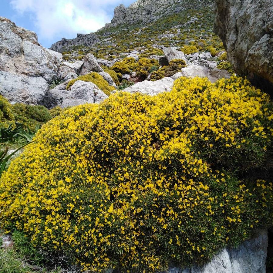 Tilos Island House Megalon Chorion  Ngoại thất bức ảnh